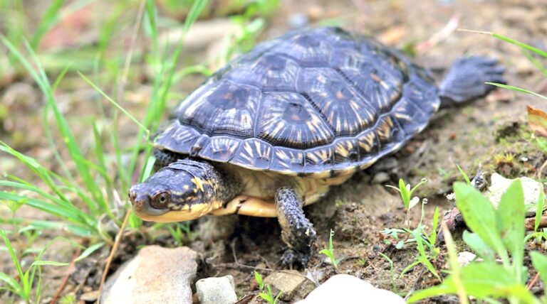 Groups file third court appeal