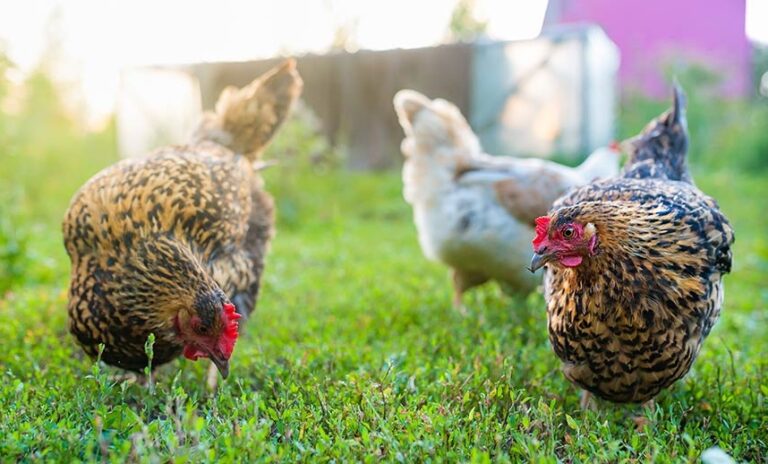 Town to extend backyard chicken bylaw