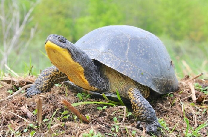 BlandingsTurtle
